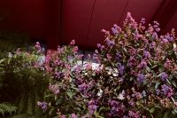 21_disney-hs-purple-flowers.jpg