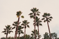 21_disney-palm-trees-hs.jpg