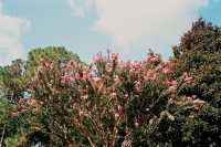 21_disney-pink-flowers.jpg