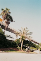 21_fl-airport-palm-trees.jpg