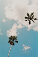21_two-disney-palm-trees.jpg