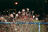 24_tompkins-fence-flowers.jpg